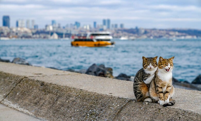 Istanbul želi aplikacijom locirati sve mačke i pse koji lutaju gradskim ulicama