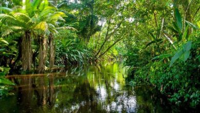 Photo of Japan i Brazil potpisali sporazum o zaštiti biodiverziteta Amazonskih šuma