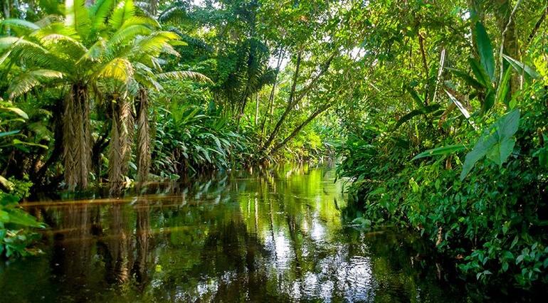 Japan i Brazil potpisali sporazum o zaštiti biodiverziteta Amazonskih šuma