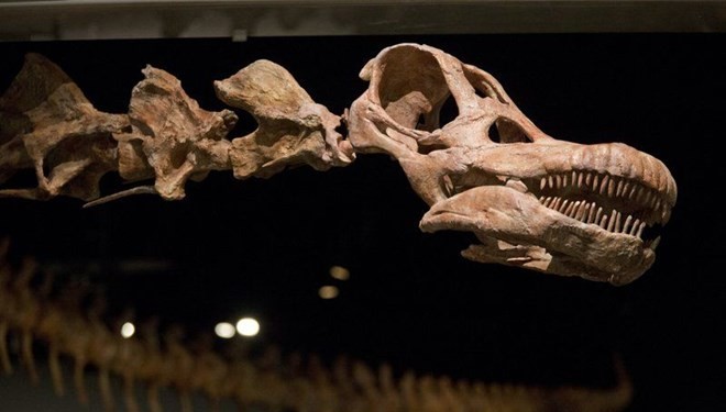 98-godišnji fosino dinosaura pronađen u Argentini: smatra se najvećom životinjom na zemlji