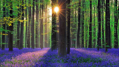 Photo of Belgija: Zvončići u šumi Hallerbos očaravaju posjetioce