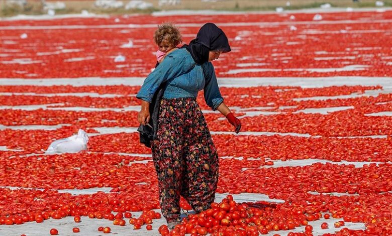 Tradicija sušenja paradajza na suncu, namirnica dostupna na tržištu svih 12 mjeseci