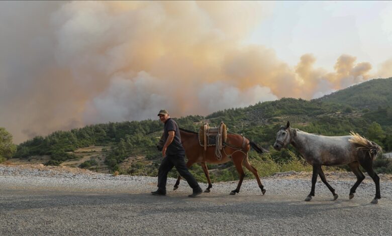 Turska: Zbog požara na visoravni Feslegen evakuisane domaće životinje