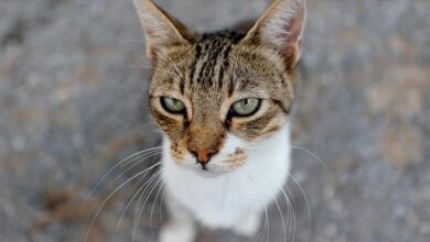 Photo of Nakon deset godina pronađen nestali mačak i vraćen vlasnicima