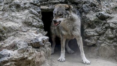 Photo of U Francuskoj zatvoren zoološki vrt iz kojeg je pobjeglo devet vukova