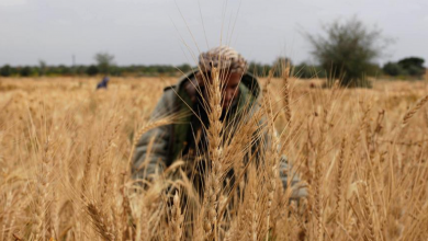 Photo of Palestinski farmer pronašao 4.500 godina staru skulpturu boginje u Pojasu Gaze