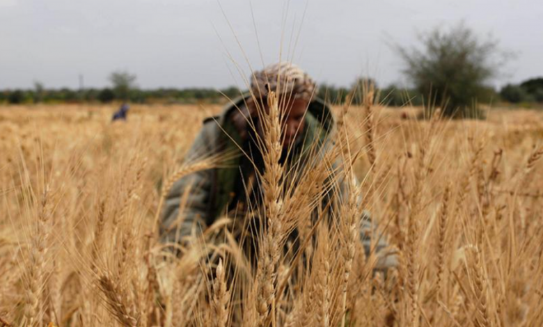 Palestinski farmer pronašao 4.500 godina staru skulpturu boginje u Pojasu Gaze