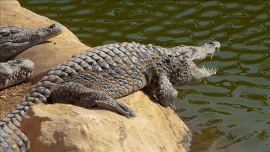 Photo of Australija: U stomaku krokodila pronađeni dijelovi ljudskog tijela