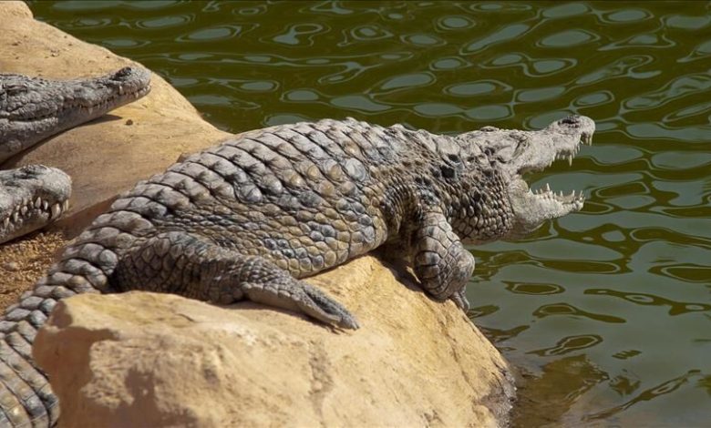 Australija: U stomaku krokodila pronađeni dijelovi ljudskog tijela