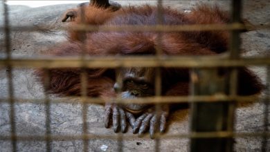 Photo of Zoološki vrt u Bangkoku na udaru kritika aktivista za zaštitu životinja