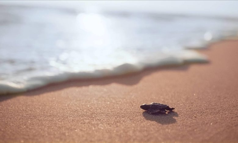 Jedinstveni fenomen na turskim plažama