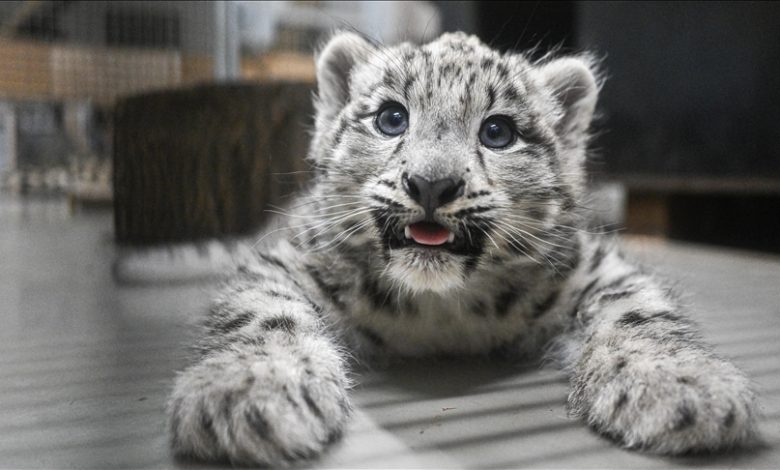 Poljska: Mladunčad snježnog leoparda u zoološkom vrtu u Wroclawu