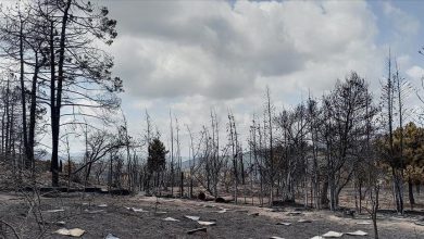 Photo of Tunis: Šumski požar opustošio područje Tabarke