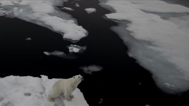 Photo of Sjeverni pol – dom polarnih medvjeda koji nestaje otapanjem