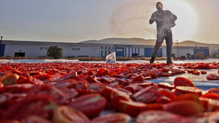 Turkiye: Zbog visokih temperatura sezona sušenja paradajza počela ranije