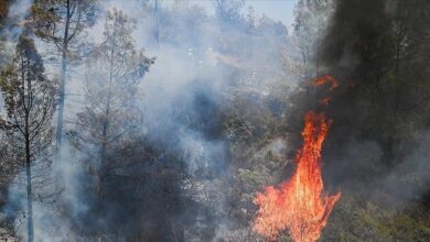 Photo of Više od 350.000 hektara zemlje izgorjelo u šumskim požarima u Kaliforniji