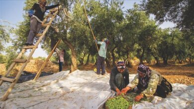 Photo of Turkiye: I ove jeseni Egej oduševljava prizorima i zvukovima berbe maslina