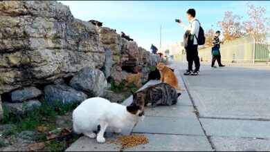 Photo of Glavni grad mačaka: Užurbana svakodnevnica istanbulskog Kadikoya