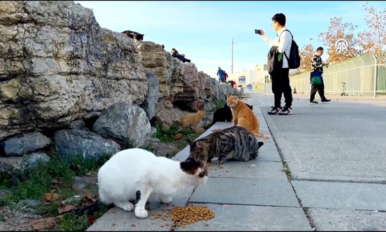 Glavni grad mačaka: Užurbana svakodnevnica istanbulskog Kadikoya